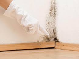 Best Black Mold Removal  in Reedurban, OH